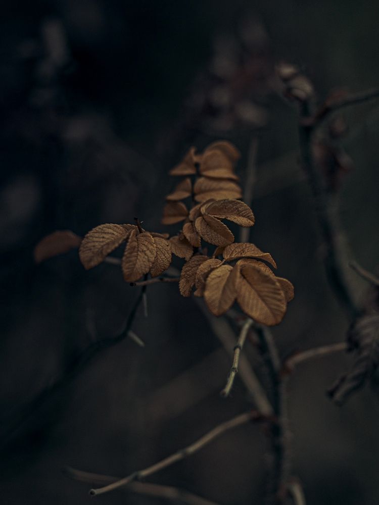 Фотография автора Елена Чиликина