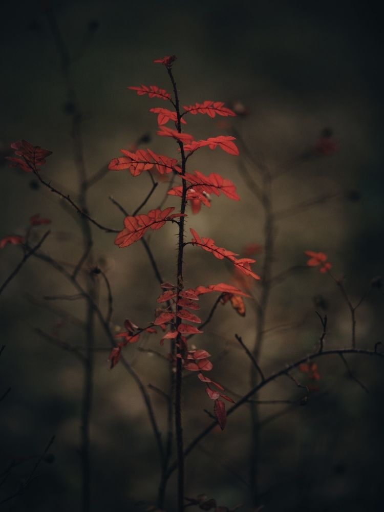 Фотография автора Елена Чиликина