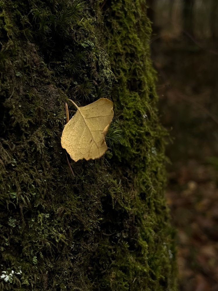 Фотография автора Аня Столярова