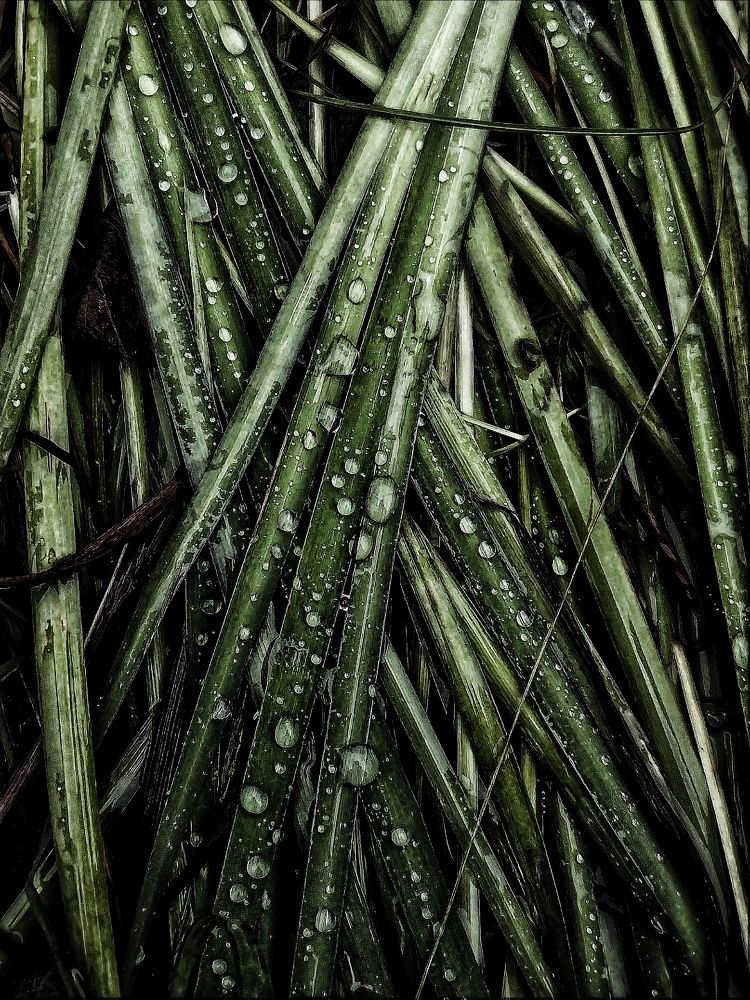 Photograph by Alexander Svetlov