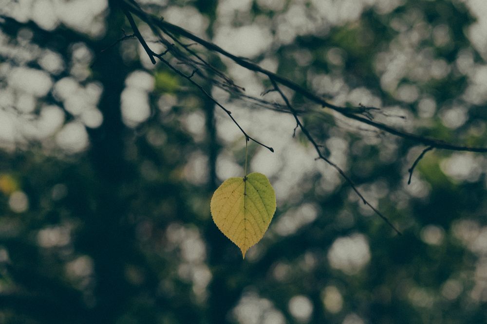 Фотография автора Елена Чиликина