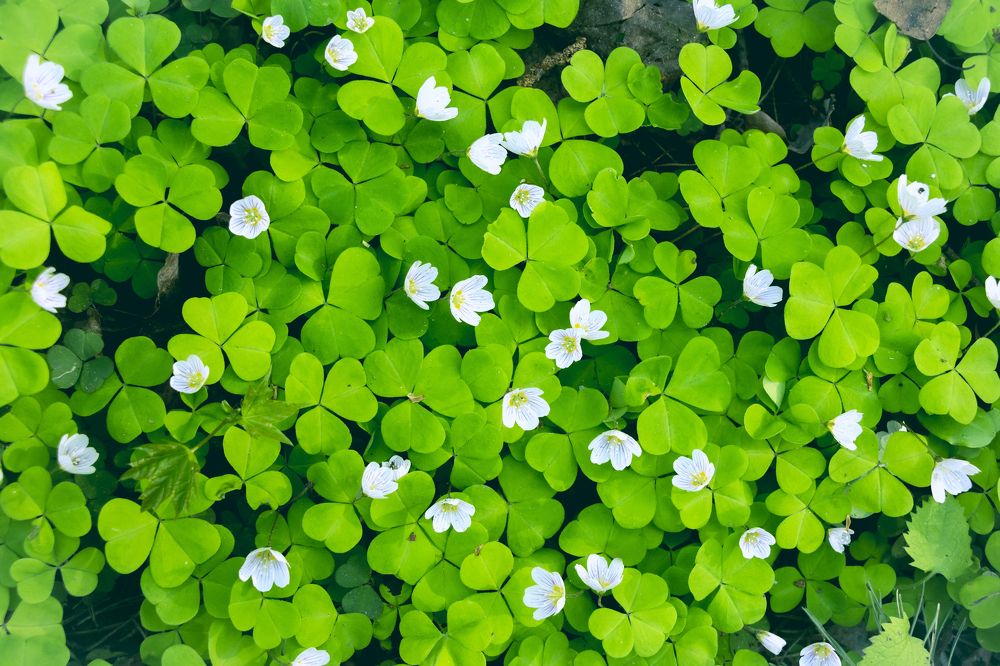 Photograph by Елена Барышева