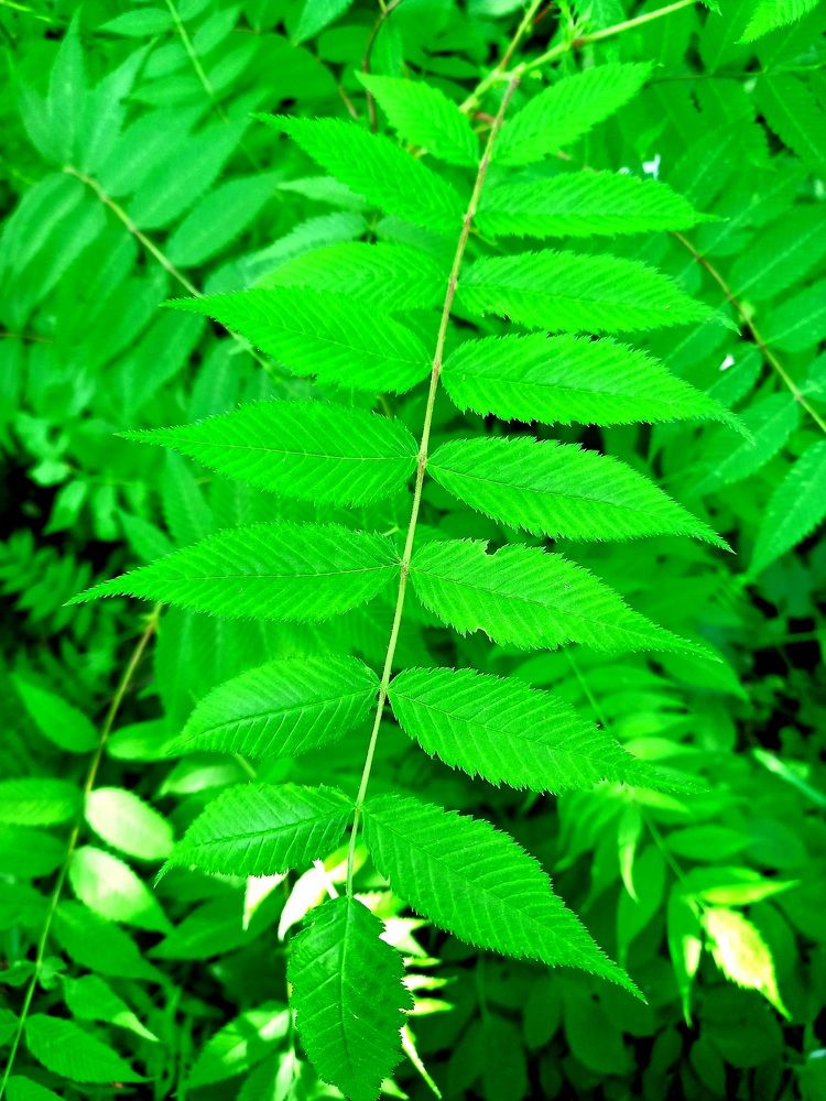 Photograph by Ольга Юрченко