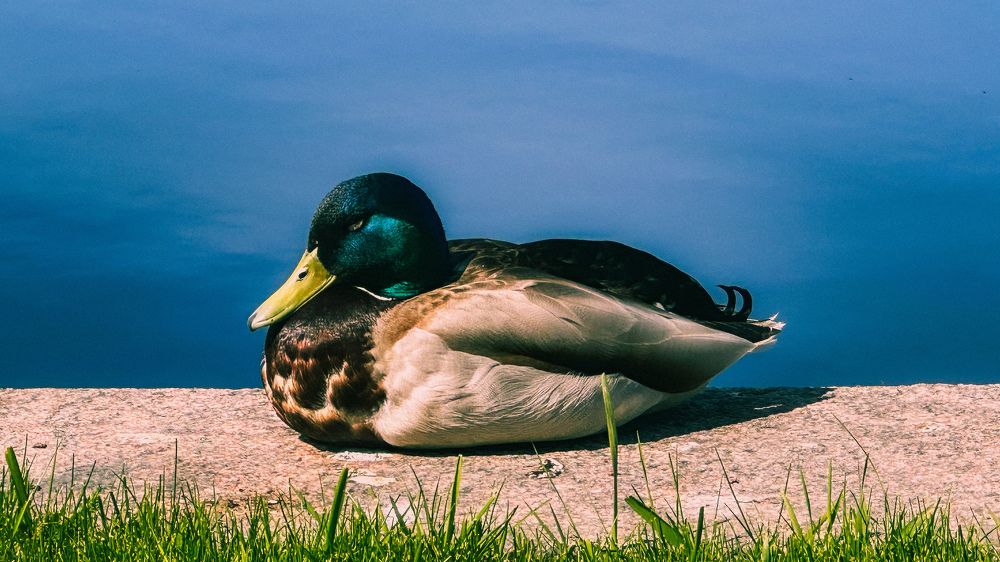 Photograph by  Ирина