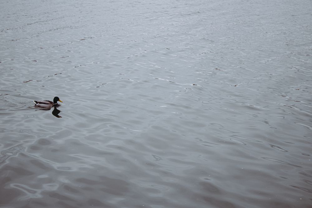Фотография автора Анастасия Анисова