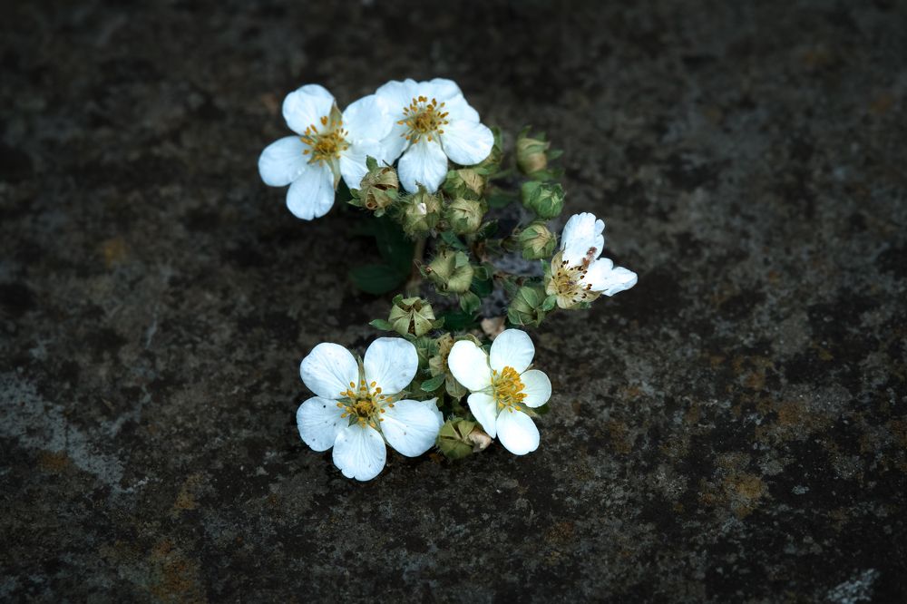 Photograph by Anya Lo