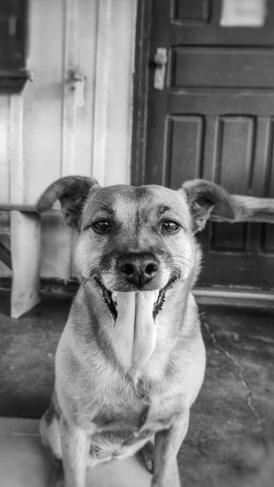 Pitty