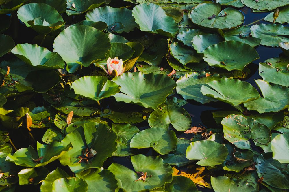 Photograph by Андрей Серый