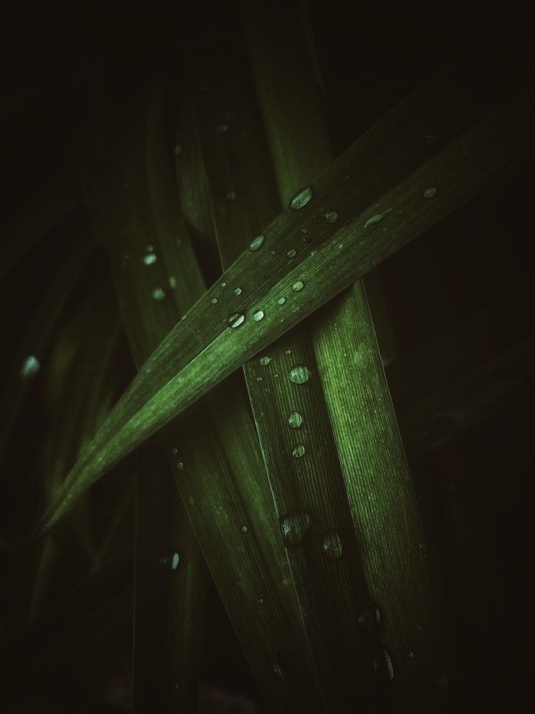 Photograph by Iuliia Akhulkova