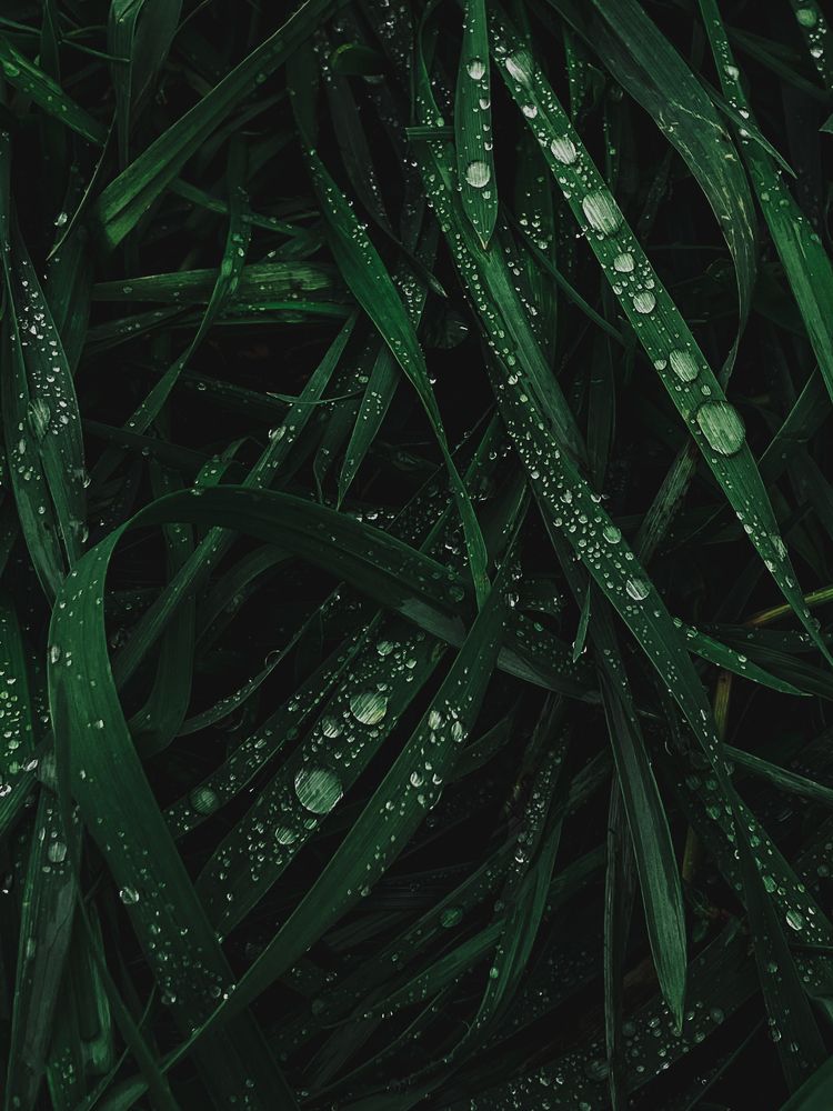 Photograph by Олена Уманцева