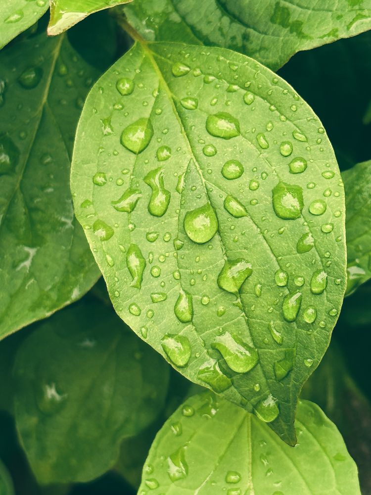 Photograph by Олена Уманцева