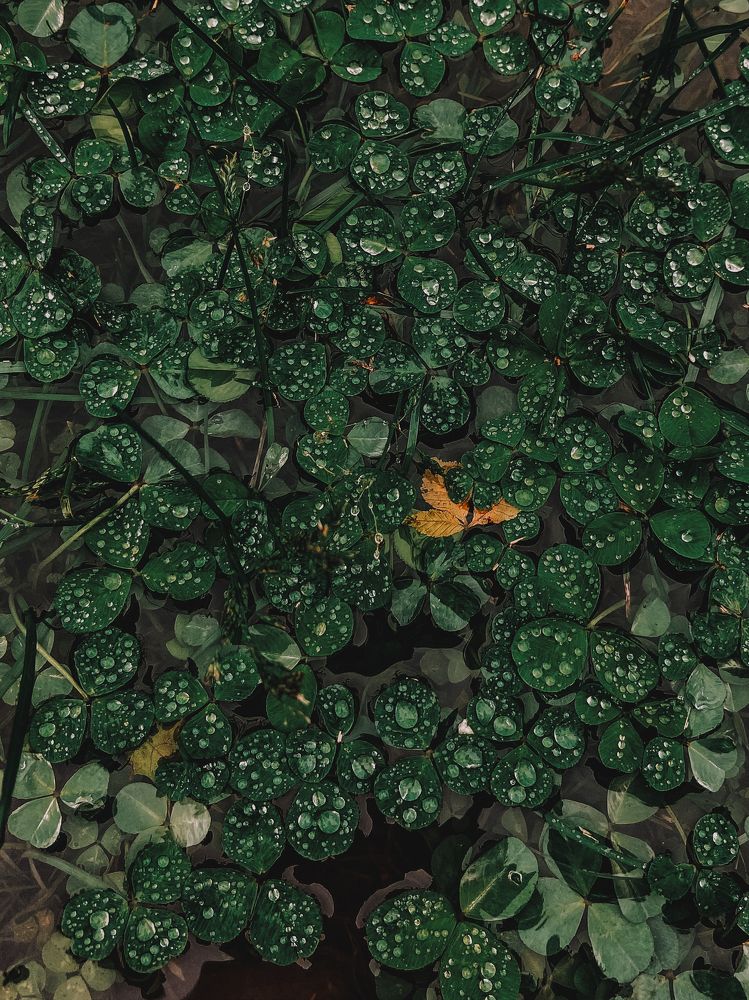 Photograph by Олена Уманцева