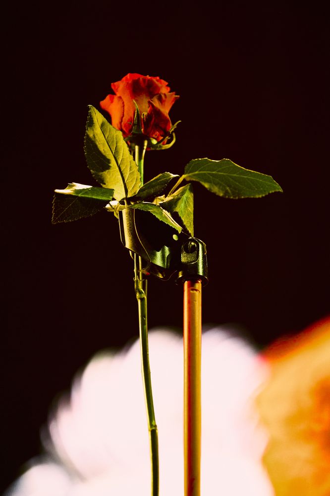 Photograph by Виктория Ахмылова