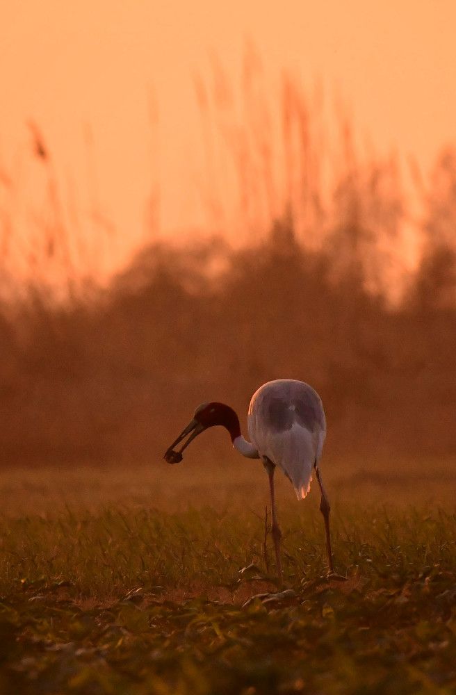 Sarus crane with potatoes.индицский журавль с картофелем.
