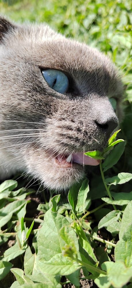 Вкус неизведанного.
