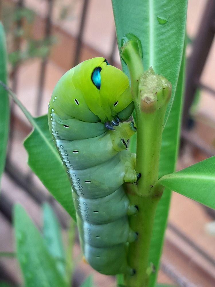 Фотография автора Zulfa