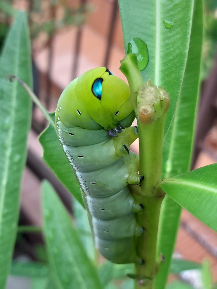 Фотография автора Zulfa