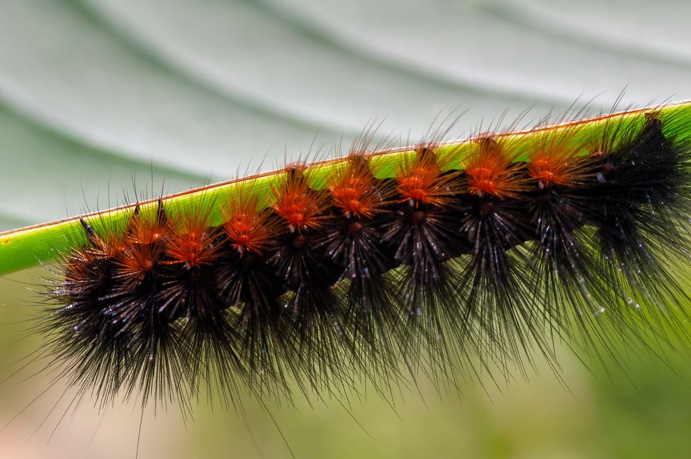 Повышенная мохнатость