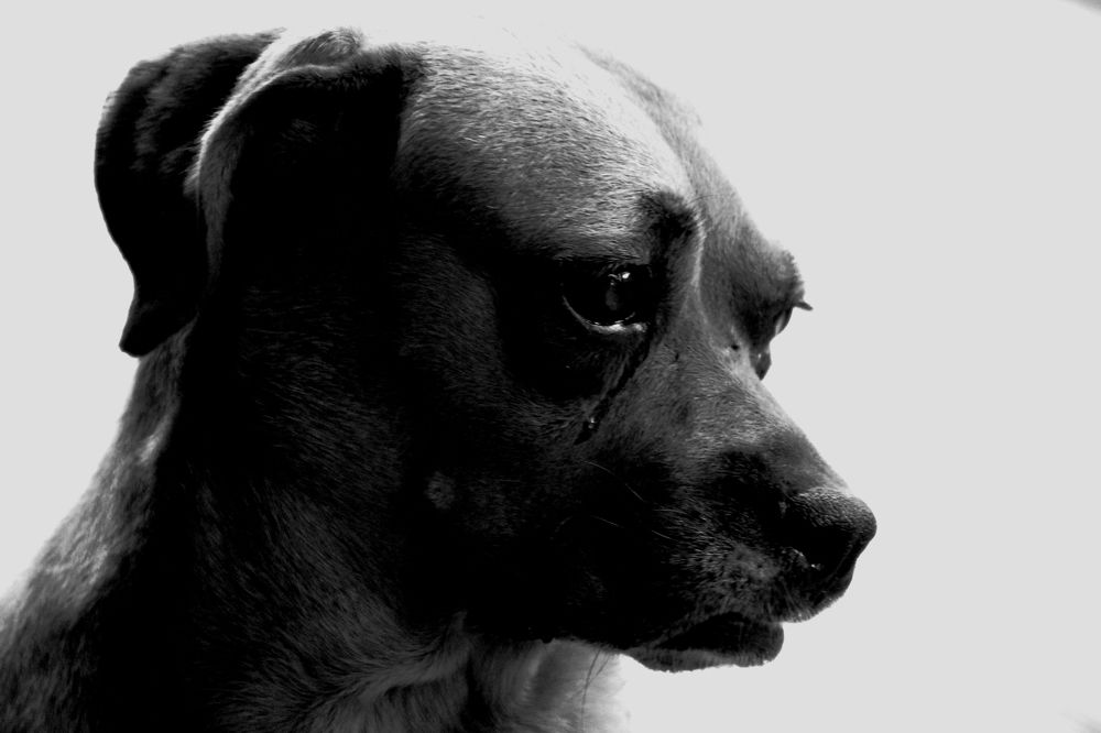 No to abandoning Firulay