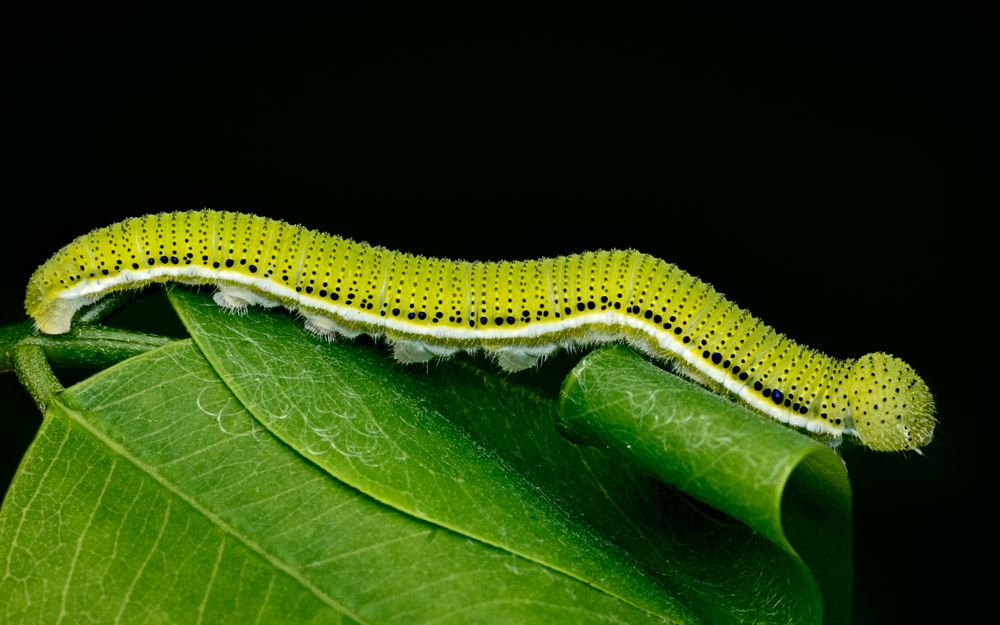 Photograph by Rachana madhav