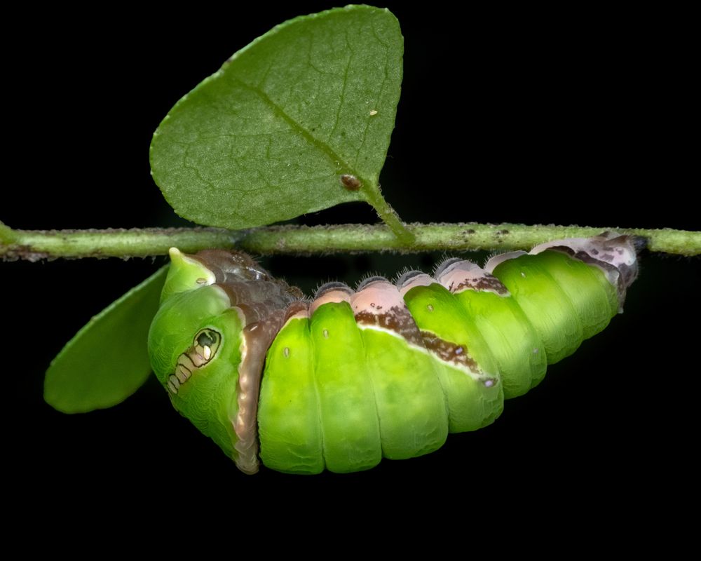 Photograph by Rachana madhav