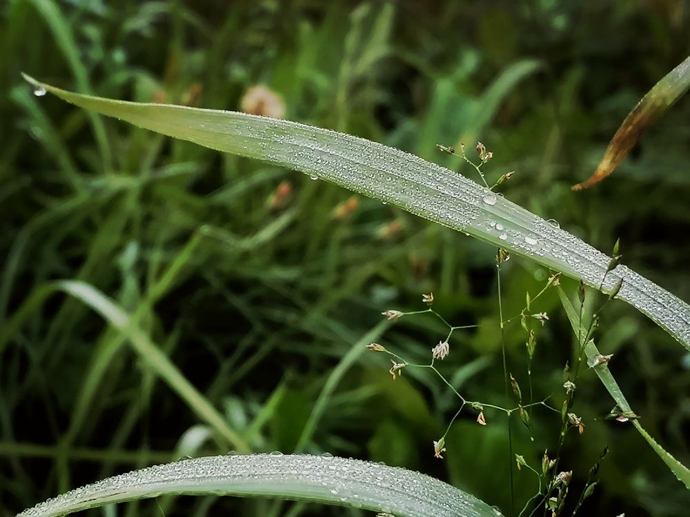 Photograph by Галина Карманова