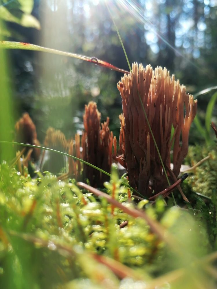 Photograph by Галина Карманова