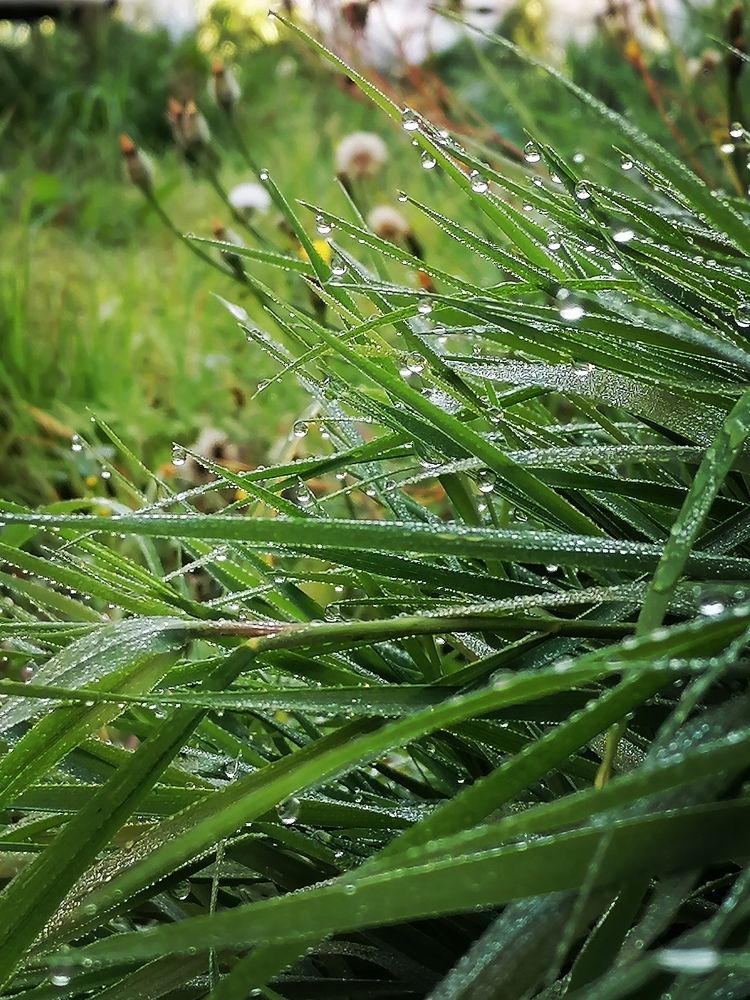 Photograph by Галина Карманова