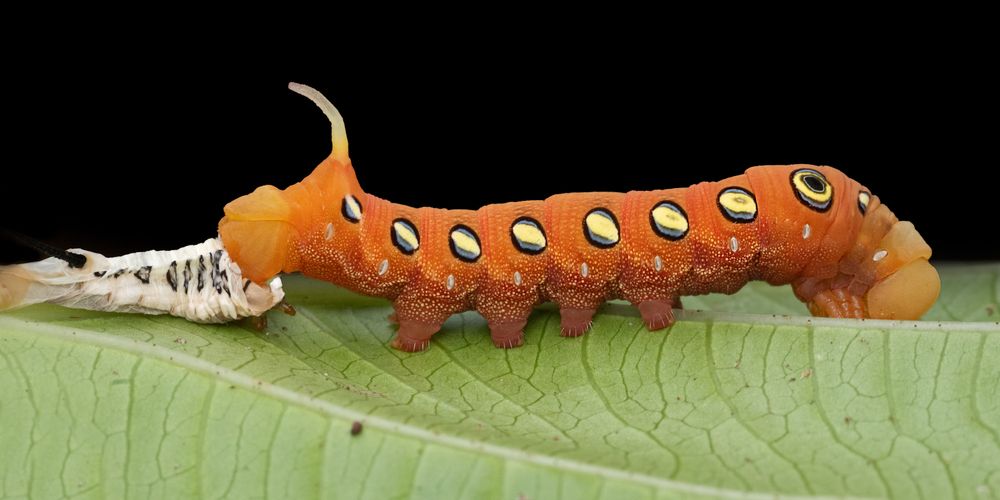 Photograph by Rachana madhav