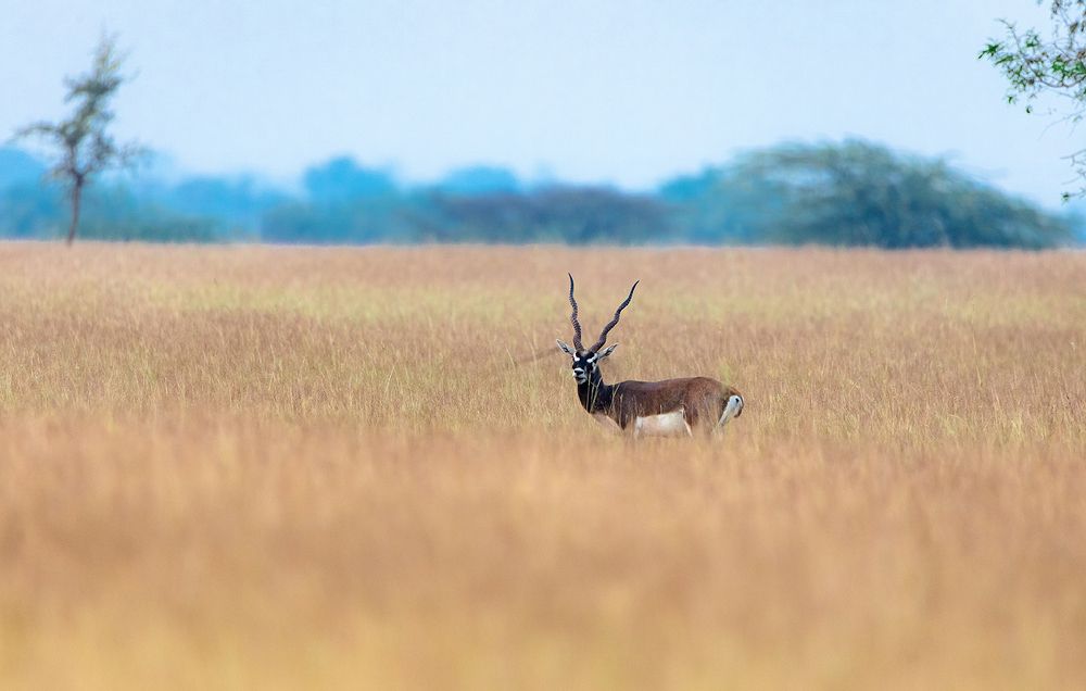 Photograph by Nikhil Parnandi