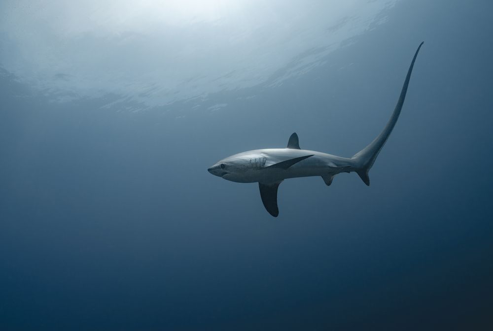 Photograph by Савин Андрей