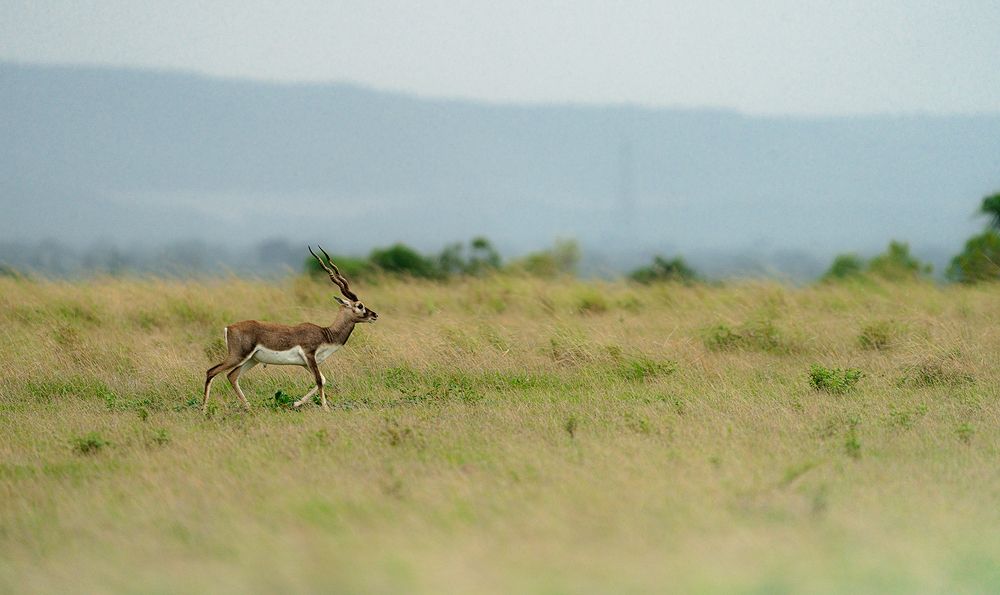 Photograph by Nikhil Parnandi