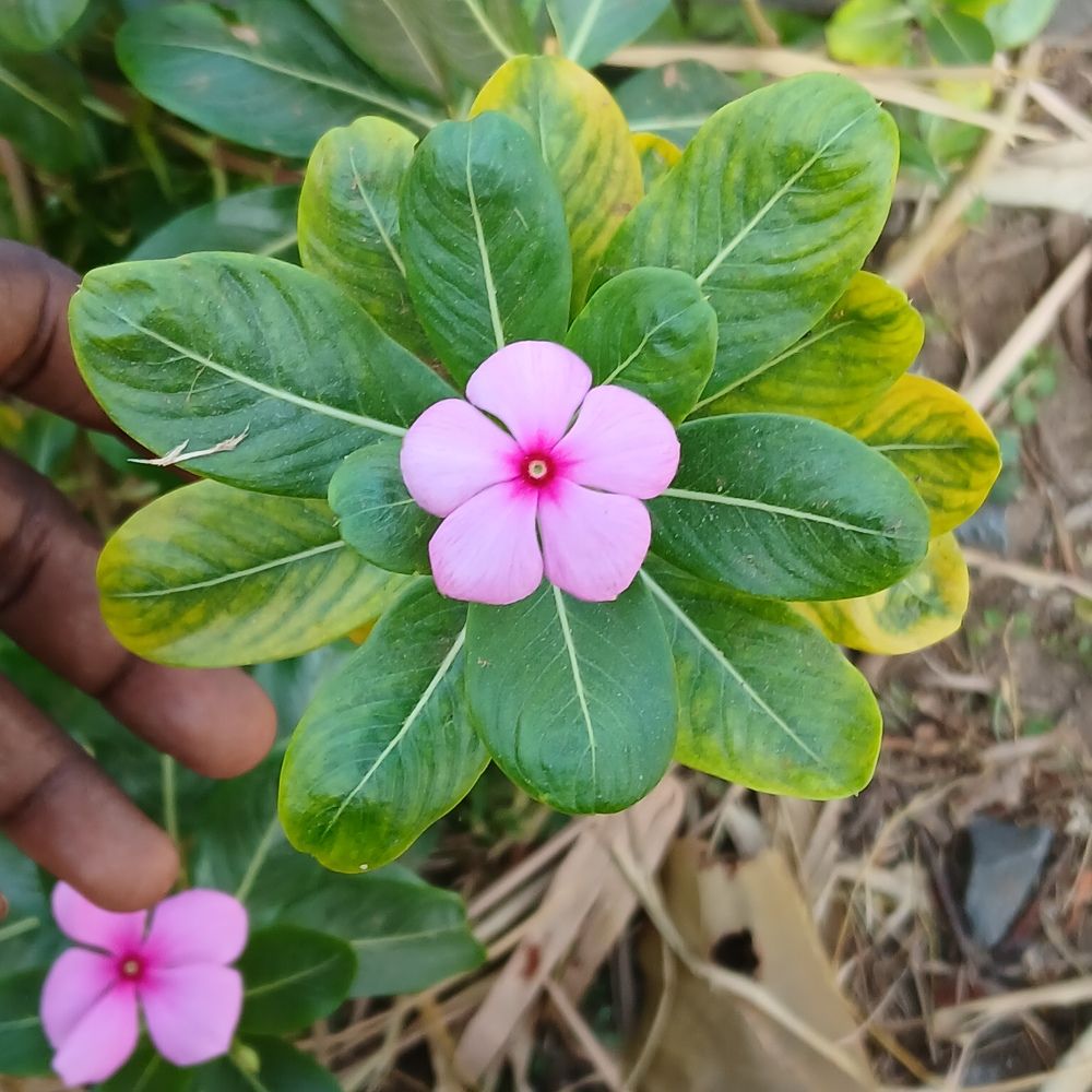 Photograph by Giridhari Kisku
