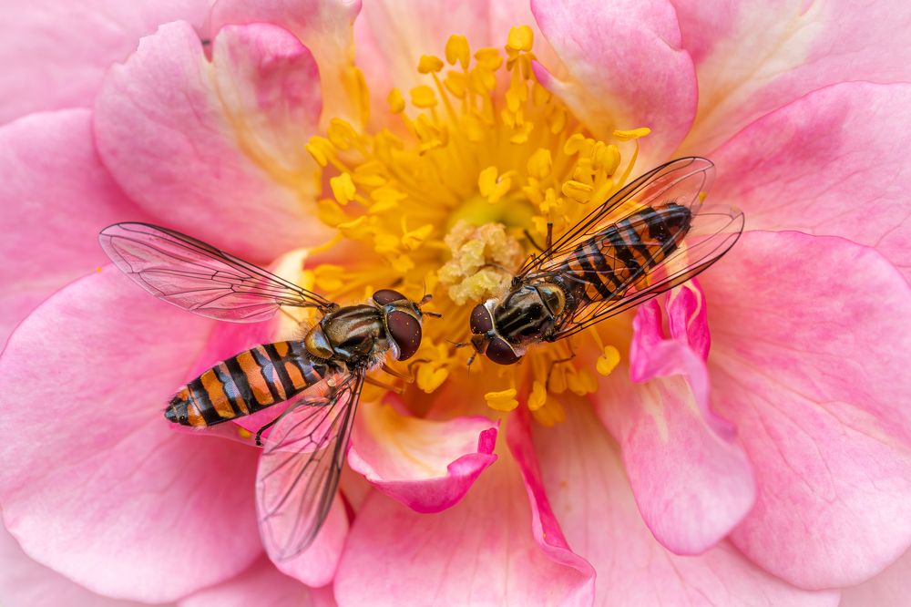insects that look like a couple