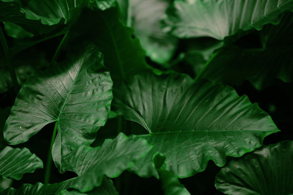 Photograph by Элен Пройс