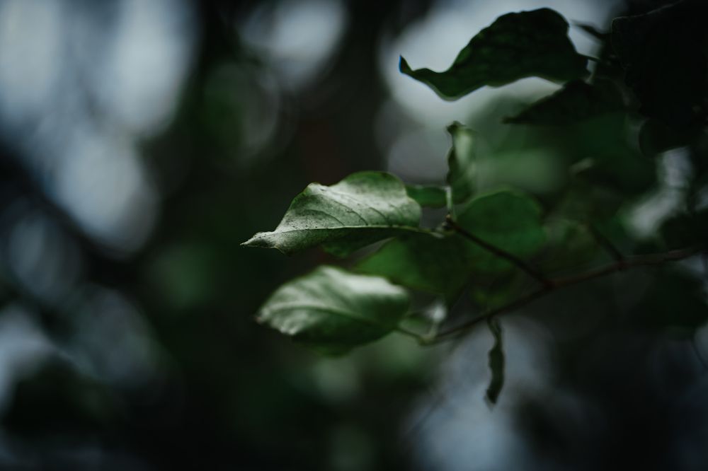 Photograph by Элен Пройс