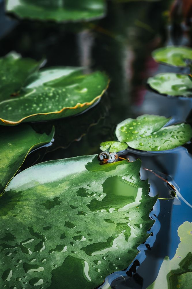 Photograph by Элен Пройс