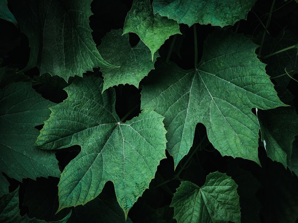 Photograph by Элен Пройс