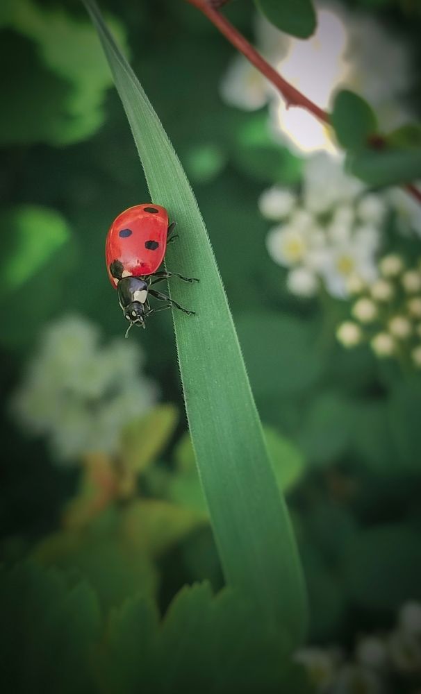 Фотография автора Анастасия Мамаева