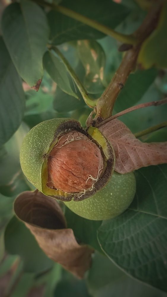 Фотография автора Анастасия Мамаева