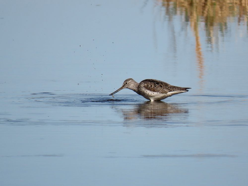 Завтрак улита