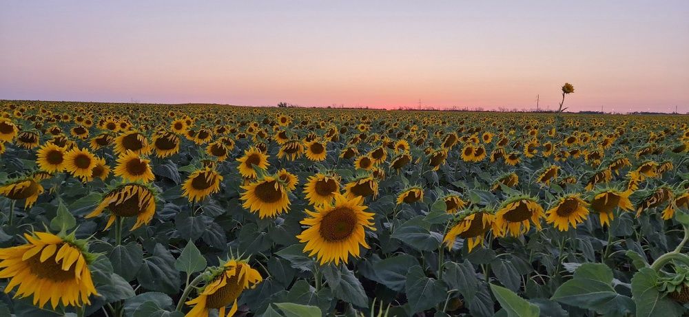 Фотография автора Ольга Мусина