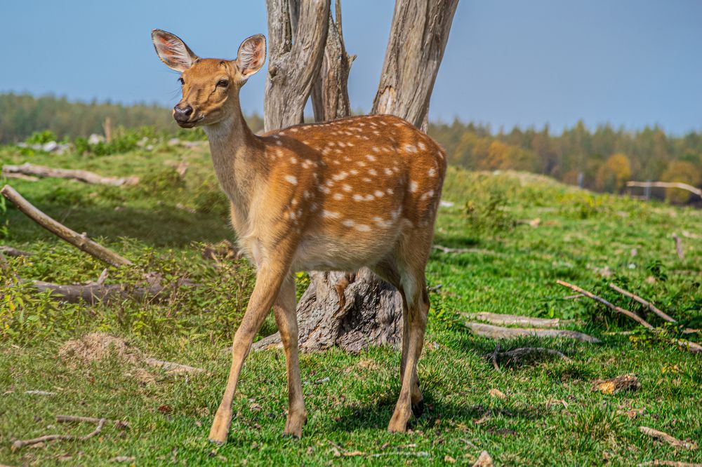 Photograph by Дмитрий Анисимов