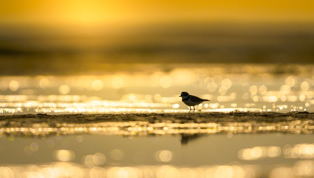 Photograph by Asfak Hossain Sweet