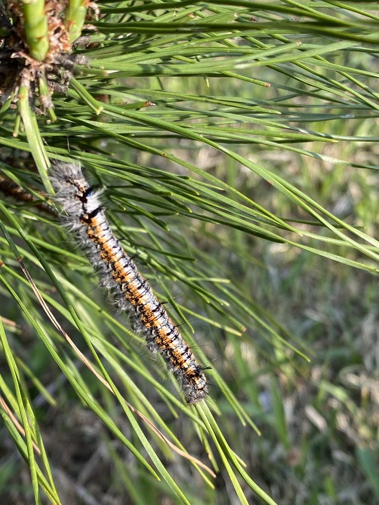 Фотография автора Ирина Бакалова