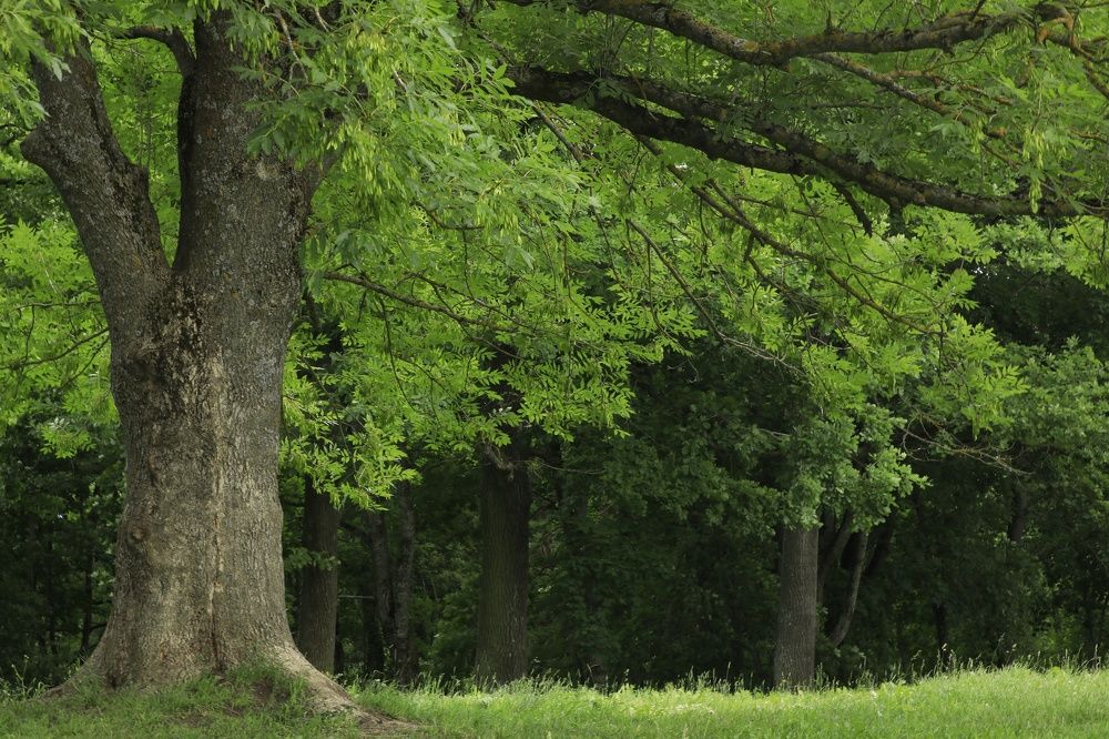 Photograph by Владимир Борозенец