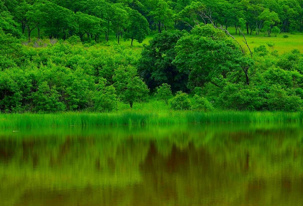 Идёт, бредёт зелёный шум.