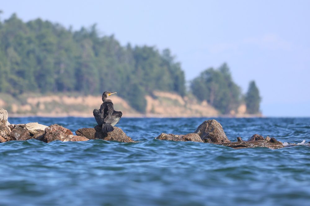 Фотография автора Григорий Борняков