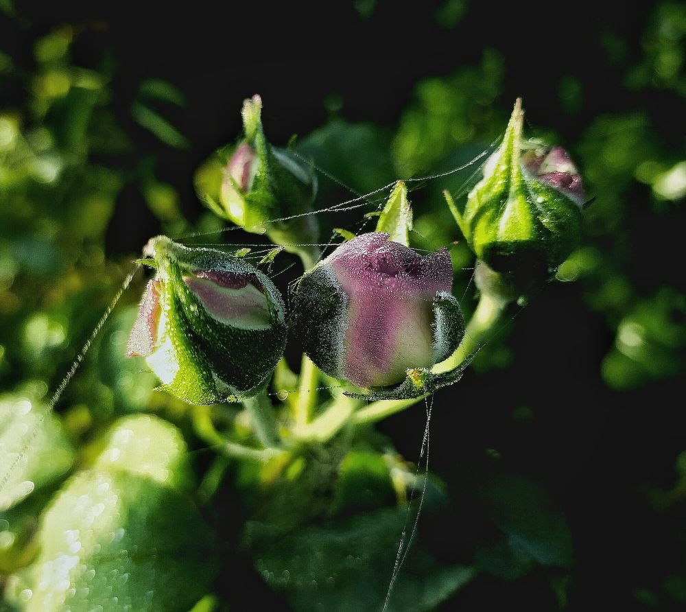 Photograph by Ольга Мартьянова