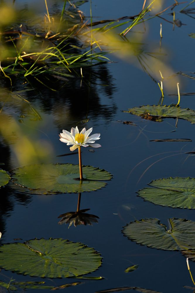 Photograph by Jeyachristy Jeyakumar